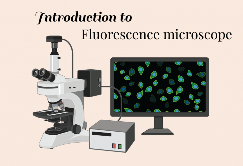 introdiuction-to-fluorescence-microscope-1024x699-1.png